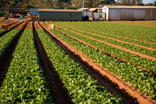 crops growing in rows on a farm on a sunny day