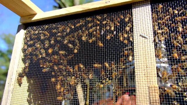 Close up of honey bees swarming inside insect cage ready to be transferred into new beehive in sunny warm day
