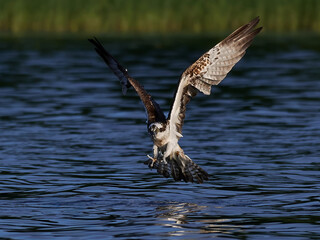 Osprey (Pandion haliaetus)