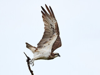 Osprey (Pandion haliaetus)