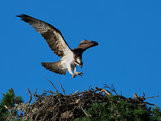Osprey (Pandion haliaetus)