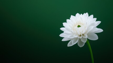 A white flower is the main focus of the image