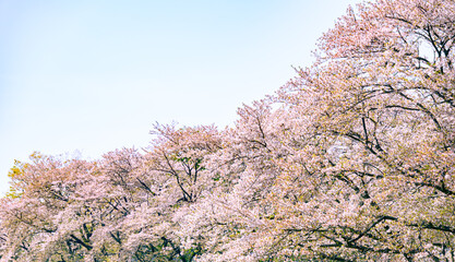 Naklejka premium 桜の木 