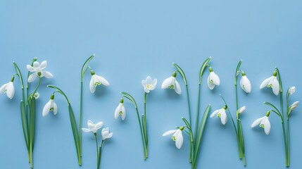 Obraz premium Creative layout with snowdrop flowers on a bright blue background. Flat lay. Spring minimal concept.