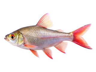 Obraz premium Pinktail isolated on a transparent background