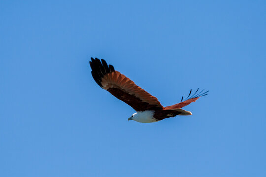 A Brahminy Kite or red-backed sea-eagle, soaring under a clear blue sky.