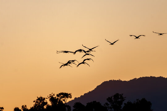 A flock of Sarus Cranes (Antigone antigone) flying at dusk.