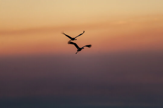 A pair of Sarus Cranes (Antigone antigone) flying at dusk.