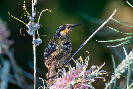 Macleay's Honeyeater (Xanthotis macleayanus) on grevillea plant.