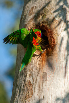 Rainbow Lorikeet (Trichoglossus moluccanus) entering tree hollow of gum tree.