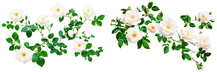 Fototapeta premium Set of white rose bushes with green leaves, isolated on a transparent background.