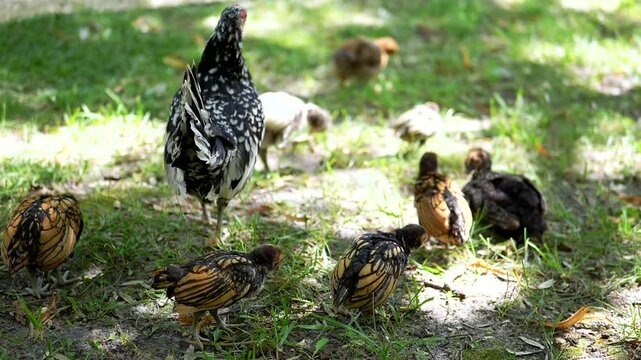 A Sebright hen watches over her chicks as they forage in the grass. Dappled sunlight creates a serene atmosphere in this charming farmyard scene.