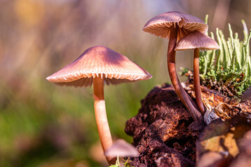 Pilze mit einem sehr schönen Bokeh im Wald.