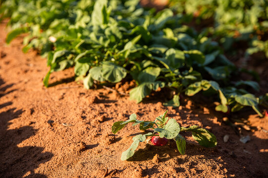 radish growing in red dirt on a farm in the sunshine