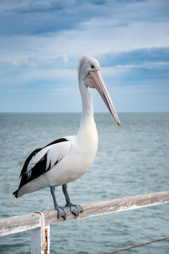 Pelican on jetty railing with the horison in the background