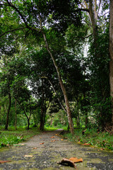 Footpath through the greenery in Pekanbaru city forest.