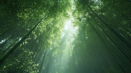 Naklejka premium A deep green bamboo forest with towering stalks reaching up to the sky