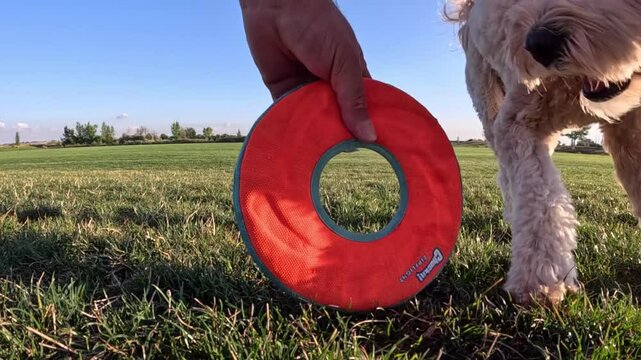Cavapoo Remy in Field Colorado