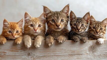 Adorable Kittens Hanging Over Wooden Fence  Cute Pets  Feline Friends  Playful Cats