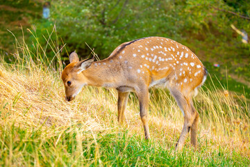 Beautiful sika deer in the autumn forest against the background of colorful foliage of trees. The deer looks to the sides and chews the grass. Fabulous forest autumn landscape with wild animals.