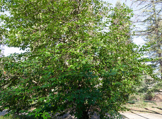 (Laurus nobilis) Laurel or true laurel as ornamental shrub with oval habit and green foliage 
