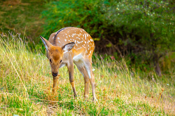 Beautiful sika deer in the autumn forest against the background of colorful foliage of trees. The deer looks to the sides and chews the grass. Fabulous forest autumn landscape with wild animals.