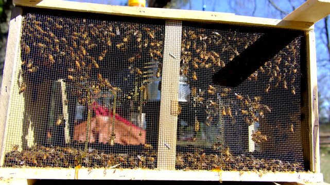 Whole family of bees buzzling inside meshed box ready to be transferred into new beehive at honey farm