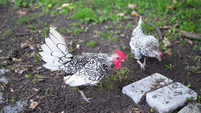Two silver-laced Sebright chickens, a rooster and a hen, explore a park, pecking at the ground. Green grass and fallen leaves add to the natural ambiance. This scene embodies simple, rustic charm and