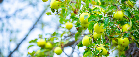 Harvest of apples on a plantation in the garden. Fruit trees with apples. Ripe fruits on the branches of a tree. Gardening in agriculture.