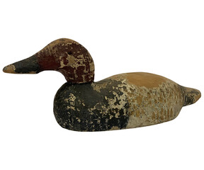 Image of Beautiful Wood Duck