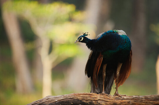 Portrait of Beautiful Indian peacock standing over branch against clean background at Nagarhole national park Karnataka India 