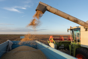 Combine transferring soybeans after harvest
