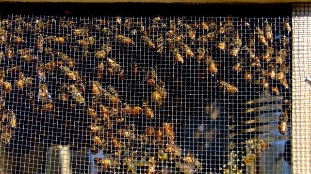 Close up of family of new honey bees with queen waiting in meshed cage to be transferred into new beehive