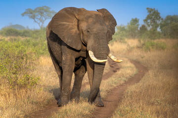 &eacute;l&eacute;phant sur un chemin de terre du parc Kruger en Afrique du Sud