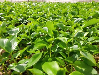 Obraz premium A cluster of coffee seedlings growing together in a greenhouse or nursery setting , greenhouses, coffee bean seedlings, indoor plants, greenhouse growth, plant care