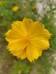 Yellow flower head in fresh green foliage, close-up of nature's beauty.