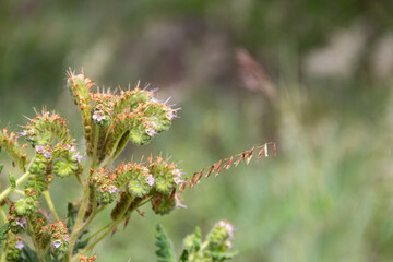 detail of wild Phacelia tanacetifolia flower in the mountains