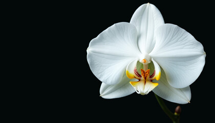 Elegant White Orchid With Delicate Petals Against Dark Background With Copy Space
