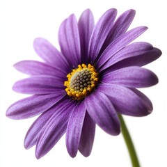 Fototapeta premium Close-up of a Vibrant Purple Daisy Flower with Yellow Center
