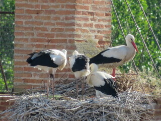 church storks nest chicks trunks family feathers