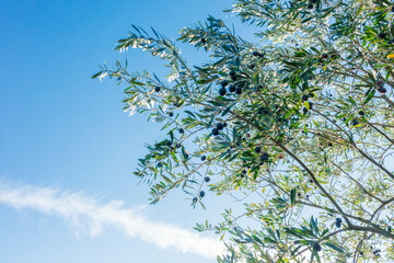 青空に映えるオリーブの木、オーガニック農園。