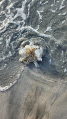 sea waves and jellyfish