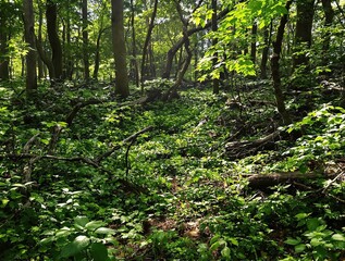 A dense thicket of green leaves and twigs on the ground in a tropical forest, outdoor scene, tropical undergrowth, forest floor.