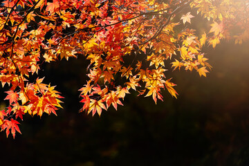 紅葉したモミジ、日本庭園の秋景色。