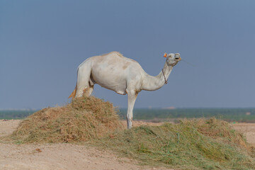 A lonely camel standing in the desert