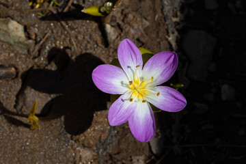 Purple crocus flowers Colchicum kurdicum, puschkinia scilloides. Known also as Autumn Crocus or...