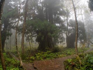 佐渡島の天然杉　霧がかかった金剛杉