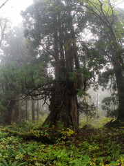 佐渡島の天然杉　霧がかかった金剛杉