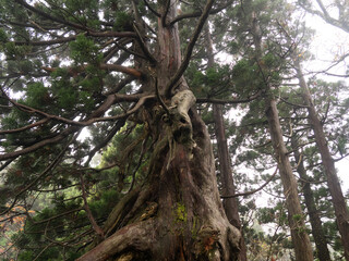 佐渡島の天然杉　悪魔みたいな杉 JR杉