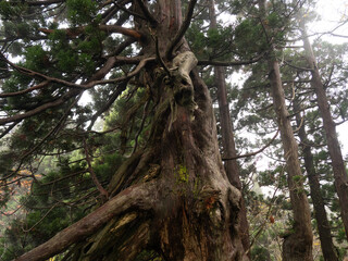 佐渡島の天然杉　悪魔みたいな杉 JR杉